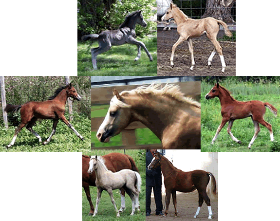 Cadlanvalley Bodacious Foals