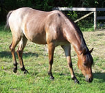 Brookside Laureate