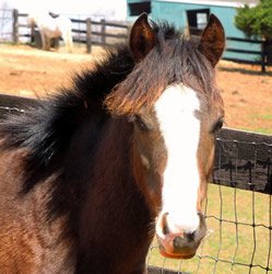 Brookside Noteworthy for sale