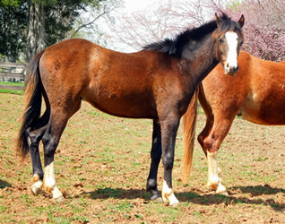Brookside Noteworthy 2013 Colt for sale