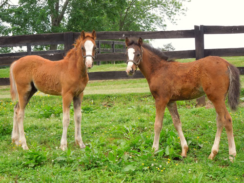 2013 Brookside Welsh Foals for Sale