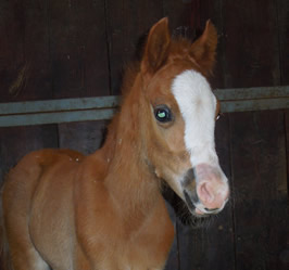 Brookside Paddington 2013 Colt For Sale