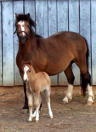 Brookside Star Wishes 2011 foal