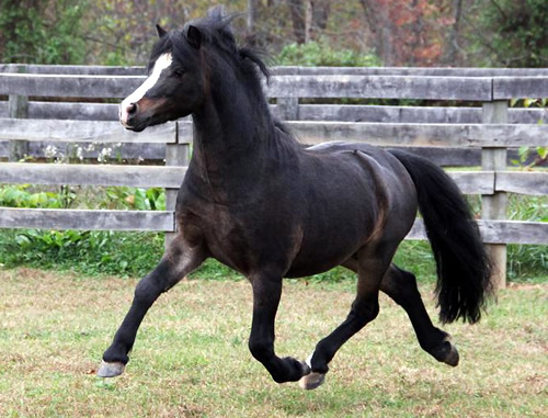 Brookside Sweet Sebastian
