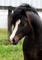 Brookside Sweet Sebastian