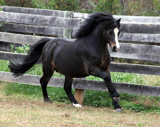Brookside Sweet Sebastian