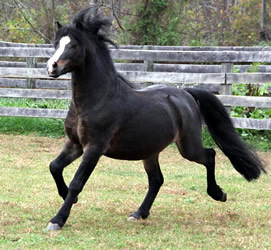 Brookside Sweet Sebastian
