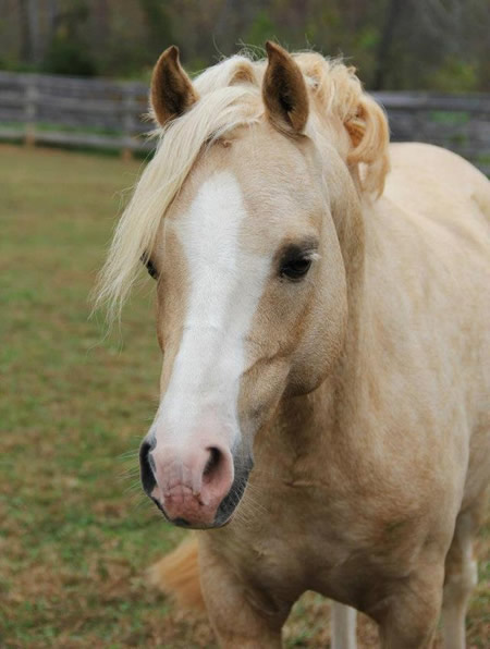 Cadlanvalley Bodacious