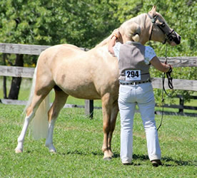 Cadlanvalley Bodacious