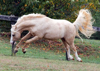 Cadlanvalley Bodacious
