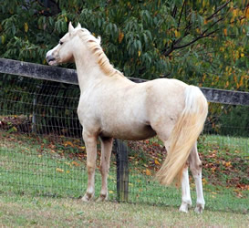 Cadlanvalley Bodacious