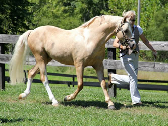 Cadlanvalley Bodacious