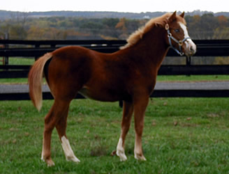 Wynnbrook Take Note by Brookside Sweet Sebastian