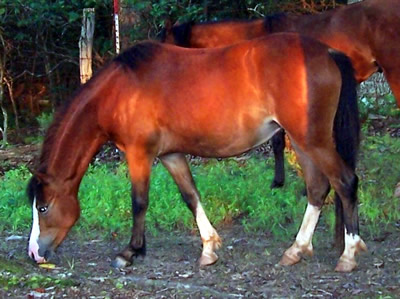 Brookside Fandance