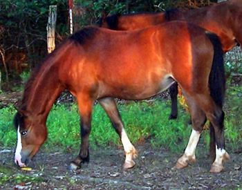 Brookside Fandance