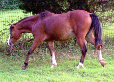 Brookside Fandance