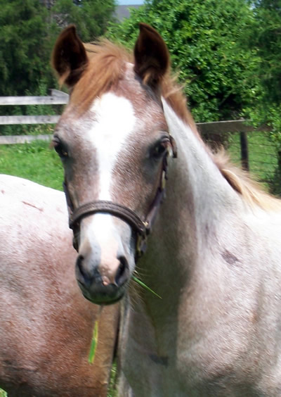 Brookside Marzipan