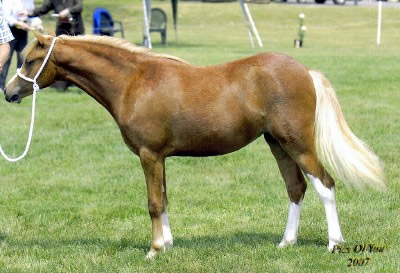 Brookside Sun Bunny