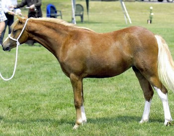 Brookside Sun Bunny
