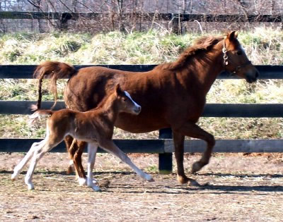 Telynau Lillibet and 2009 colt foal