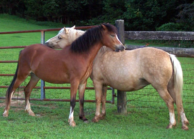 Brookside Fandance