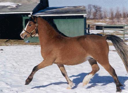 Brookside Megastar